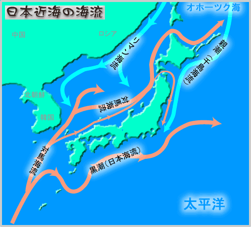 日本近海の海流（黒潮と親潮）